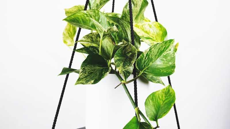 世界杯球场建设进展航拍图 - 现代化足球场馆施工
